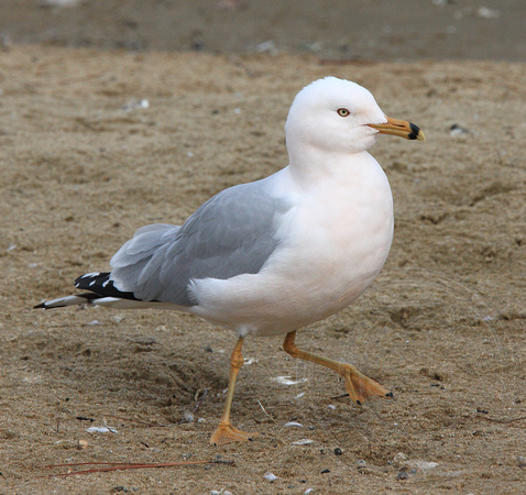 Alternate plumage Ring-billed Gull with a rosy blush