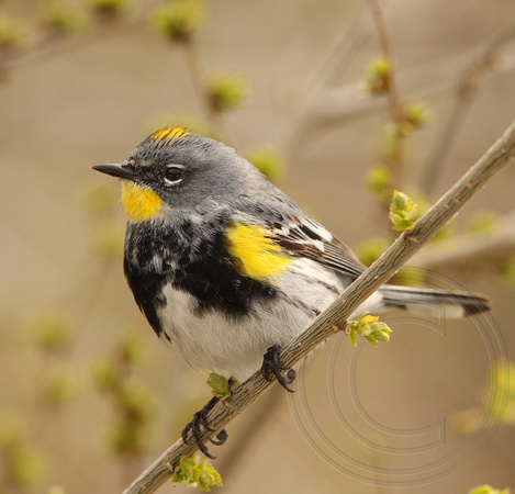 male Yellow-rumped Warbler