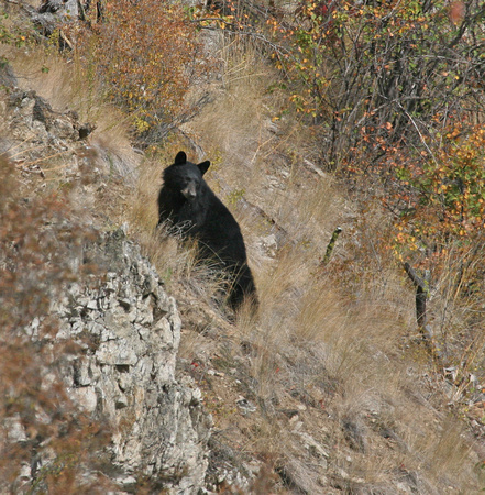 Black Bear near Sawmill Lake, Oliver