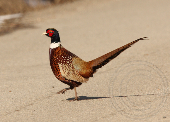 male Ring-necked Pheasant