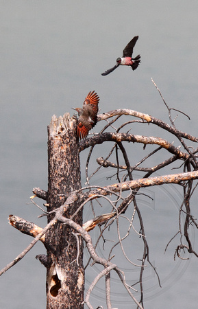 Tree Turf Battle between Northern Flicker and Lewis's Woodpecker