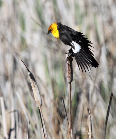 Yellow-headed Blackbird displaying