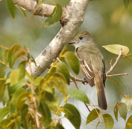 Great-crested Flycatchers were common, not so the La Sagra's