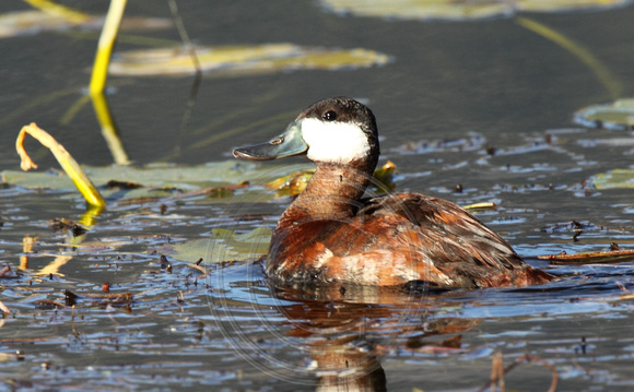 male Ruddy Duck in autumn