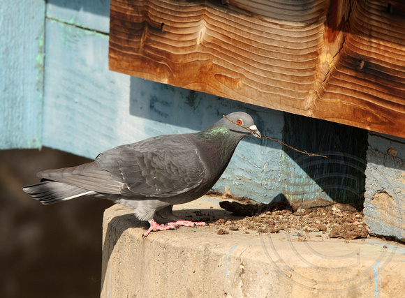 Rock Pigeon building a nest