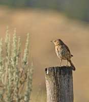 Sage Thrasher in early morning light