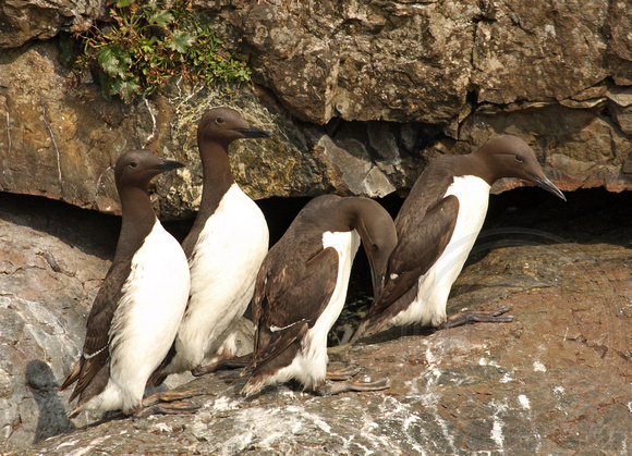 Common Murres, bowing
