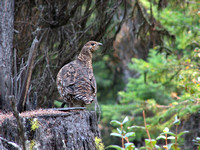 female Spruce Grouse on alert