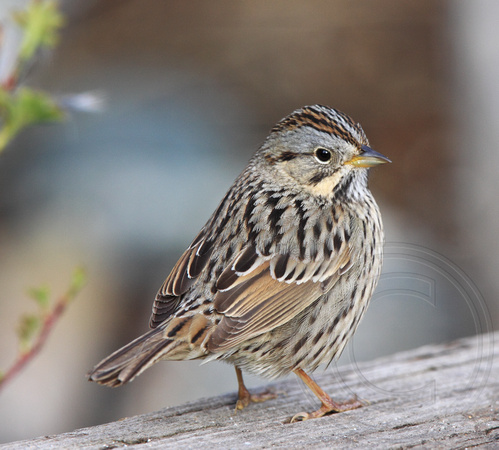 Lincoln's Sparrow - spring migrant