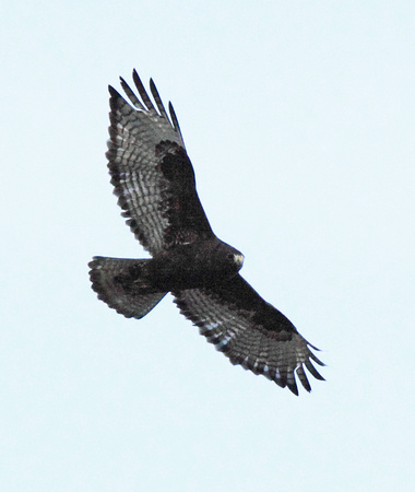 Harlan's Hawk - dark form adult