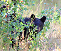 Black Bear cub on the side of the road