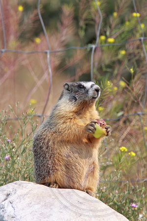 Yellow-bellied Marmot eating an apple "drop" from an orchard