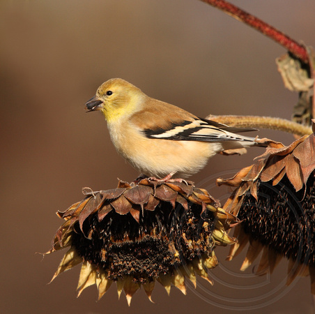 goldfinch eating sunflower seeds