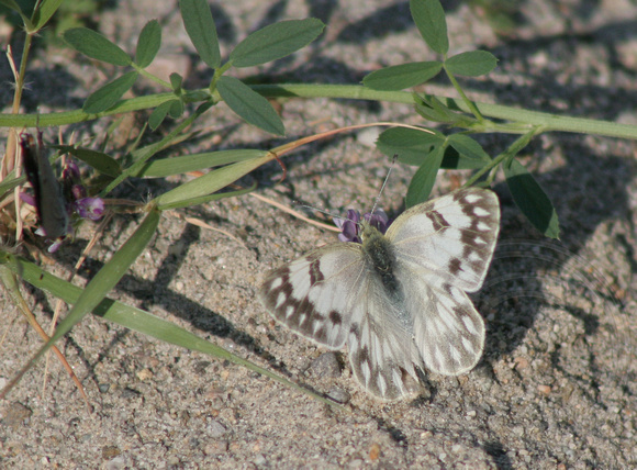 female Checkered White Butterfly