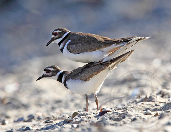 NATURE NICHE PHOTOS by Laure Wilson Neish | Shorebirds | Killdeer mating