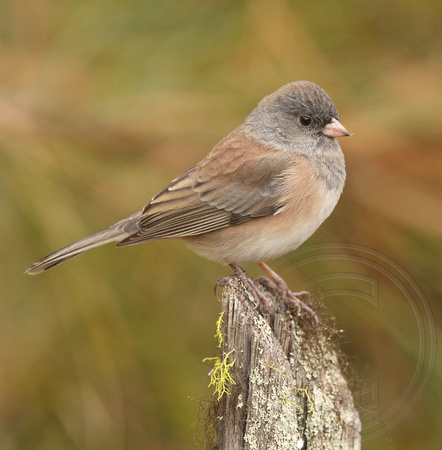 NATURE NICHE PHOTOS by Laure Wilson Neish | Juncos | female Dark-eyed ...