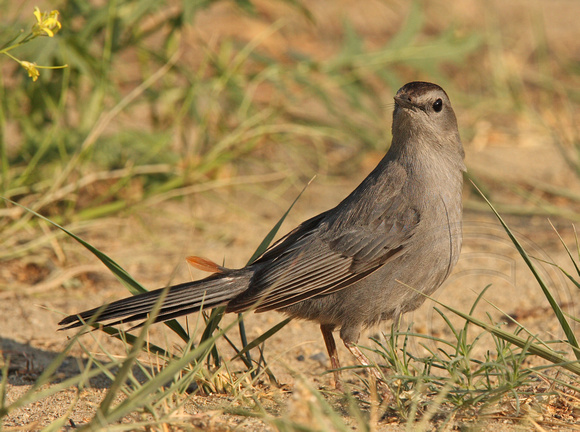 NATURE NICHE PHOTOS by Laure Wilson Neish | Thrushes and Catbirds